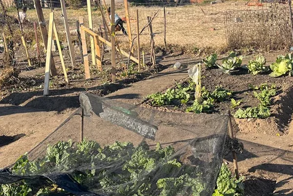 Plastic Bubbles Kwa Thema Community Garden Project